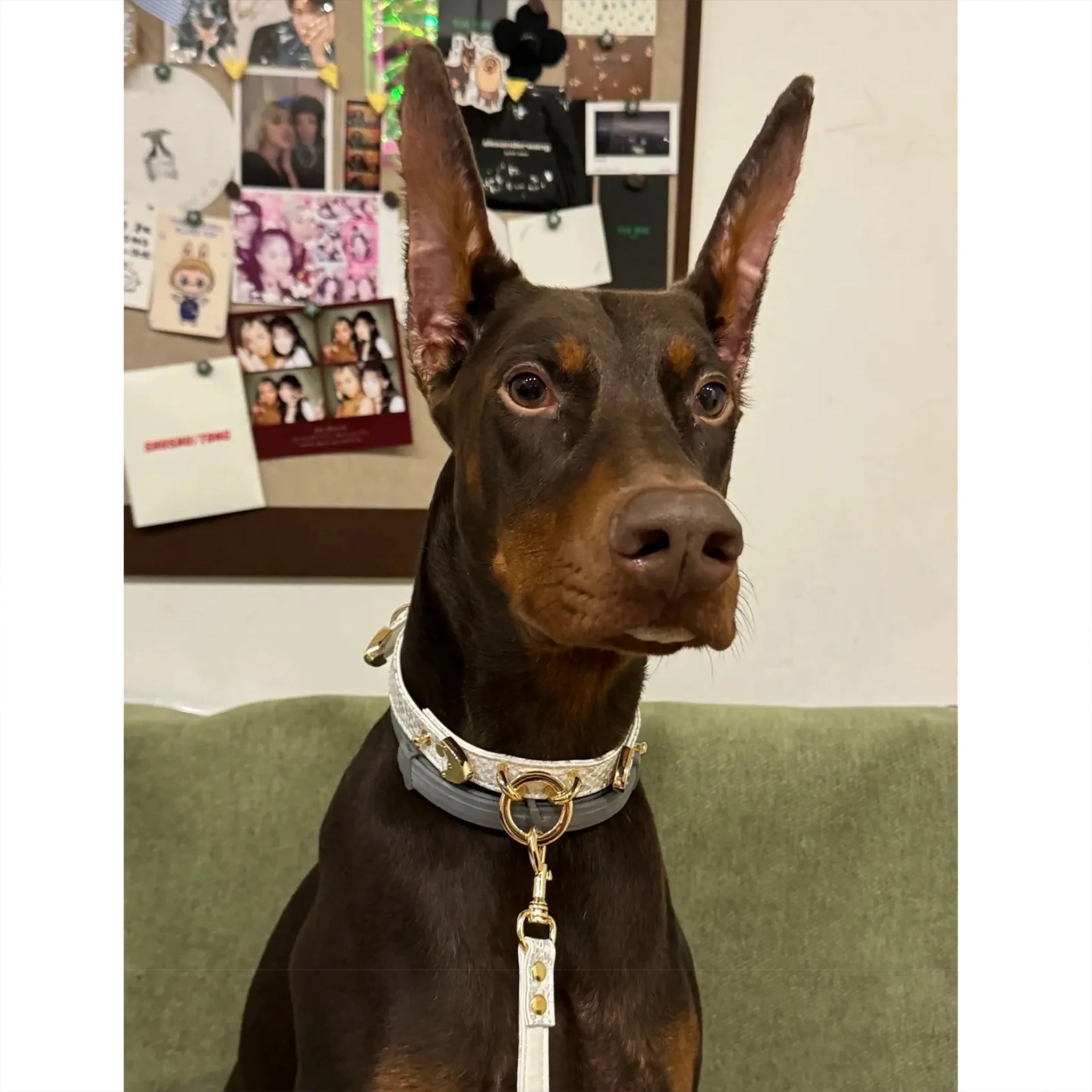 【Silver Frost】Dog Collar & Leash & Pet ID Tag-Set