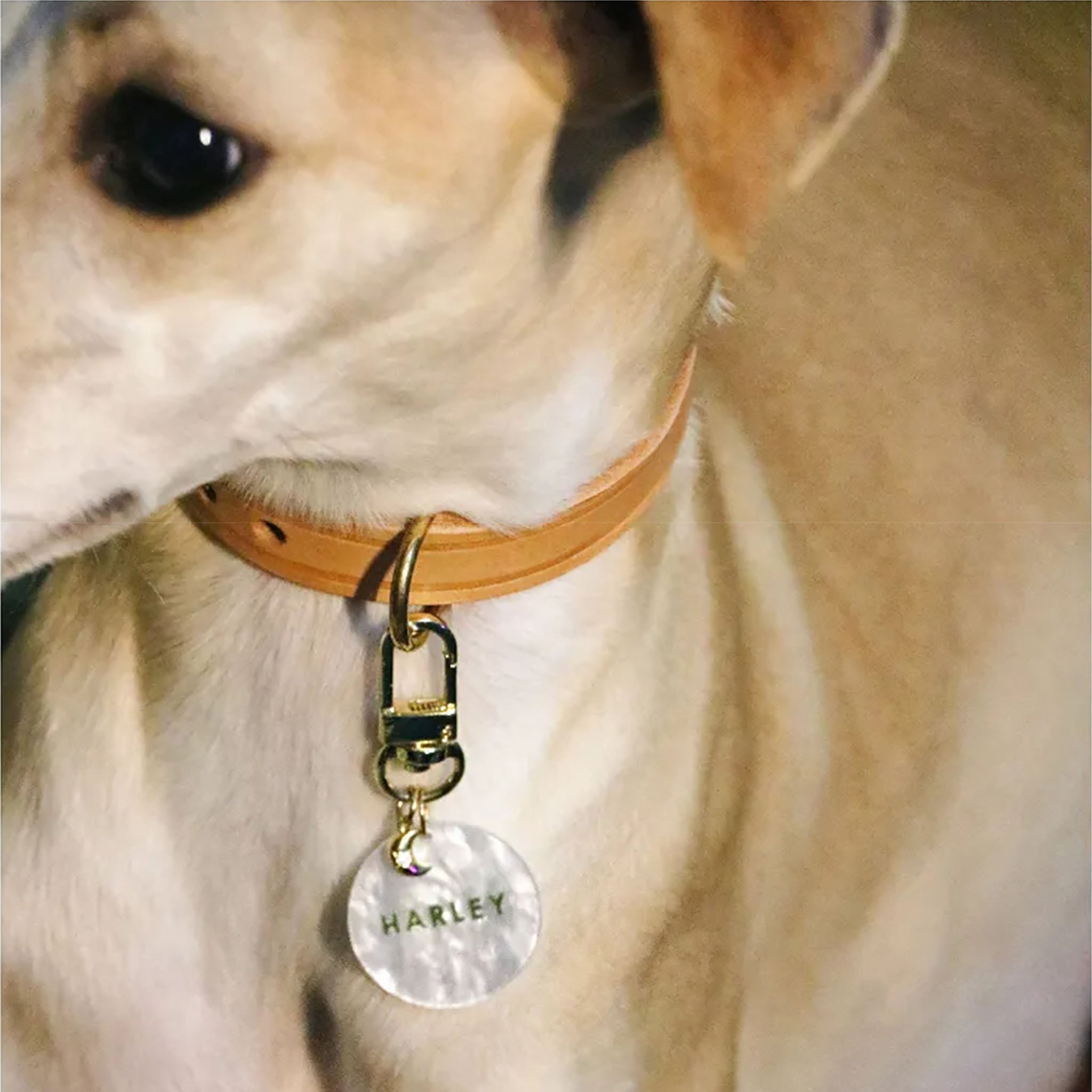 【Basic Style】Pet ID Tags,  Dog Tag,  Cat Tag